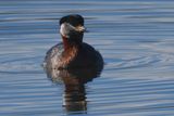 Red-necked Grebe, Hogganfield Loch, Glasgow