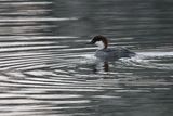 Smew, Hogganfield Loch, Glasgow