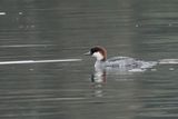 Smew, Hogganfield Loch, Glasgow