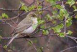 Willow Warbler, Cashel-Loch Lomond, Clyde