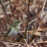 Willow Warbler, Cashel-Loch Lomond, Clyde