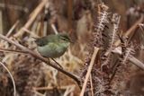 Willow Warbler, Cashel-Loch Lomond, Clyde