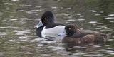 Tufted & Ring-necked Duck, Speirs Wharf, Glasgow