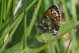 Small Pearl-bordered Fritillary, RSPB Loch Lomond