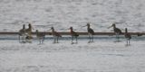 Black-tailed Godwits, Balmaha Bay-Loch Lomond, Clyde