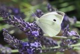 Large White (Cabbage White), Glasgow