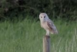 Barn Owl, Slade Hooton, S Yorks