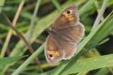 Meadow Brown (upperwing), Brookhouse, S Yorks