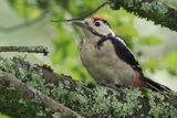 Great Spotted Woodpecker (juvenile), RSPB Loch Lomond. Clyde