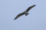 Osprey, RSPB Loch Lomond. Clyde