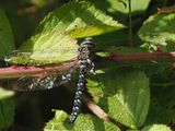 Common Hawker, Adders Gill, Motherwell