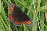 Scotch Argus, Glen Douglas