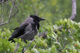 Hoodie Crow, Glen Douglas, Clyde