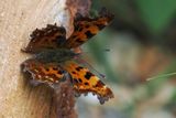 Comma upperwing, Hogganfield Park, Glasgow