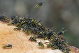 Wasps feeding frenzy on wood resin, Hogganfield Park, Glasgow