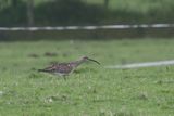 Whimbrel, Ardmore Point, Clyde