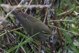 Arctic Warbler, Skaw-Unst, Shetland