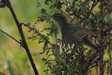 Arctic Warbler, Skaw-Unst, Shetland