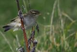 Arctic Warbler, Skaw-Unst, Shetland
