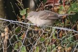 Barred Warbler, Scatsa, Shetland