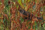 Brambling, Norwick-Unst, Shetland