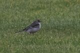 Citrine Wagtail, Lerwick, Shetland