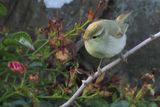 Greenish Warbler, Grutness, Shetland