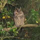 Long-eared Owl, Lerwick, Shetland