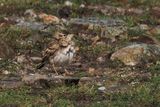 Short-toed Lark, Scat Ness, Shetland