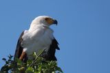 African Fish Eagle - Moremi