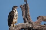African Hawk Eagle - Chobe River