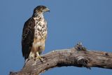 African Hawk Eagle - Chobe River