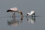 African Spoonbill & Yellow-billed Stork- Moremi