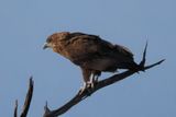 Bateleur (juvenile) - Savuti