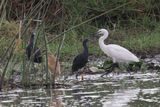 Black Heron, Little Egret & Squacco Heron - Moremi