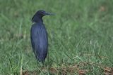 Black Heron - Chobe River