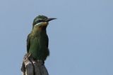 Blue-cheeked Bee-eater - Chobe River