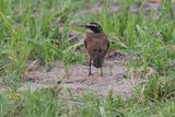 Capped Wheatear - Savuti