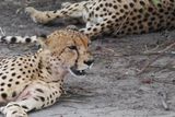 Cheetah - Mabape