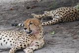Cheetah - Mabape
