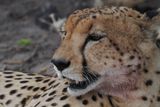 Cheetah - Mabape