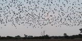 Collared or Red-winged Pratincole - Moremi