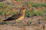 Collared or Red-winged Pratincole - Moremi