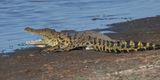 Crocodile - Moremi