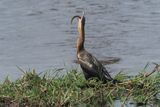 Darter - Mababe