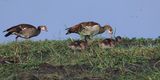Egyptian Goose - Moremi