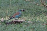 European Roller - Chobe