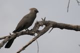 Grey Go-away Bird - Savuti