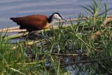 Jacana - Moremi