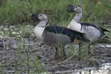 Knob-billed Duck - Moremi